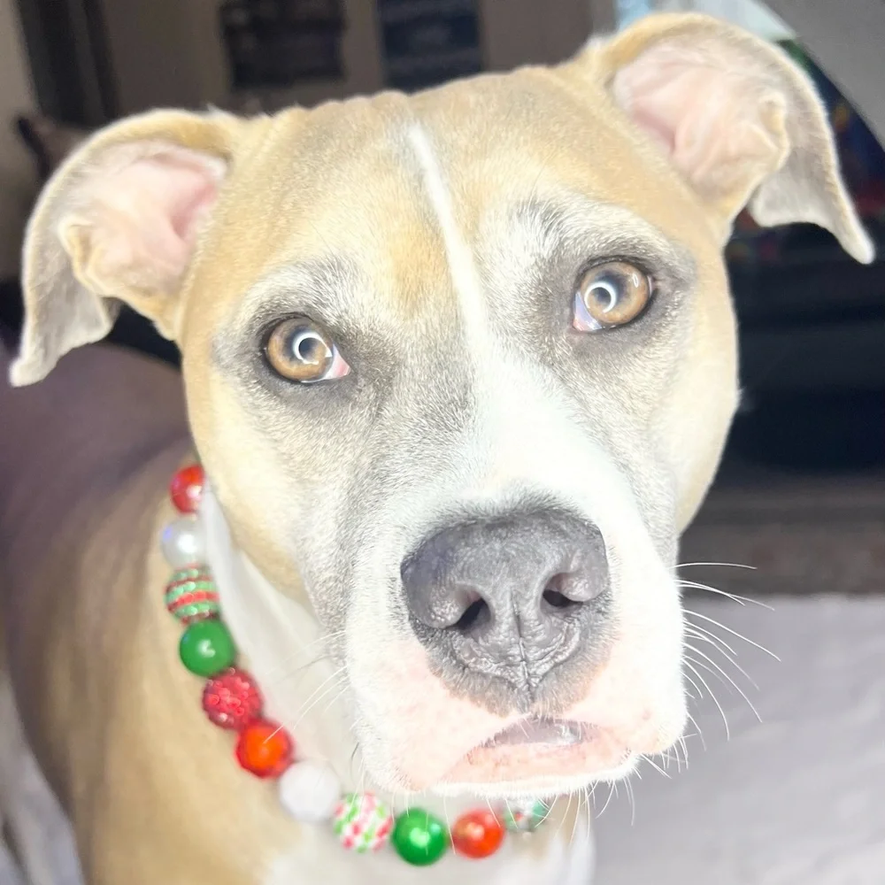 Festive Christmas Holiday Beaded Dog Collar Necklace Size Extra Large - 22 inch